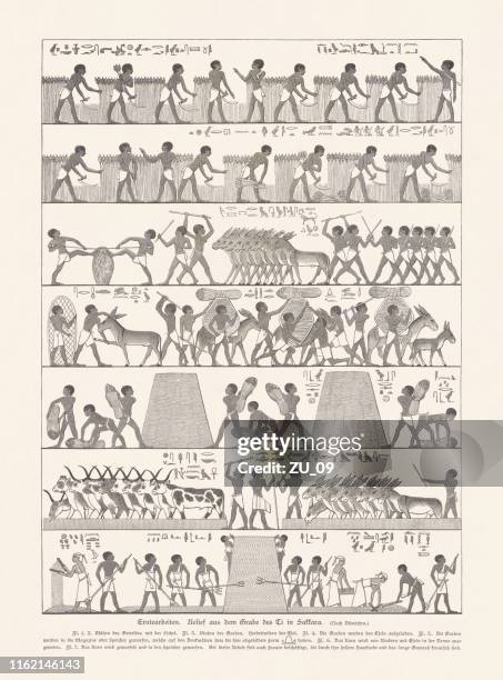 illustrazioni stock, clip art, cartoni animati e icone di tendenza di raccolta, rilievo antico, saqqara, egitto, incisione su legno, pubblicato nel 1879 - relief carving