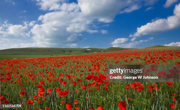 remembrance iv - poppy field stockfoto's en -beelden