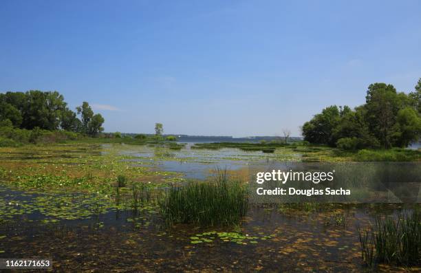 marsh landscape area - erie pennsylvania fotografías e imágenes de stock