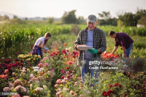 gärtner inspiziert seine blumen beim surfen im internet - feld rose stock-fotos und bilder