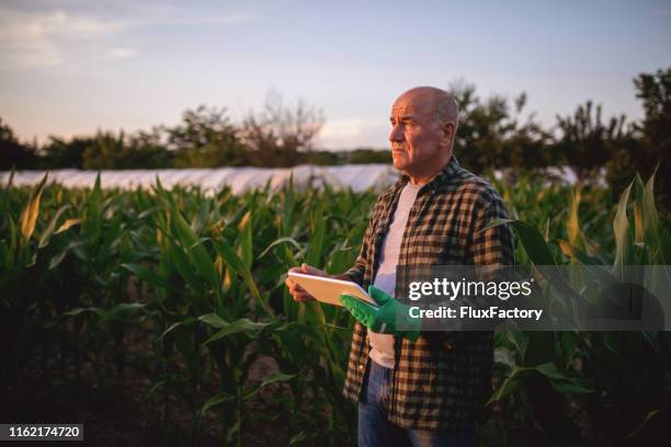 farmer relaxing in his crop fields - concerned farmers stock pictures, royalty-free photos & images