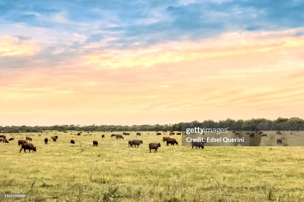 Rinder auf natürlichen Weiden der argentinischen Pampa.