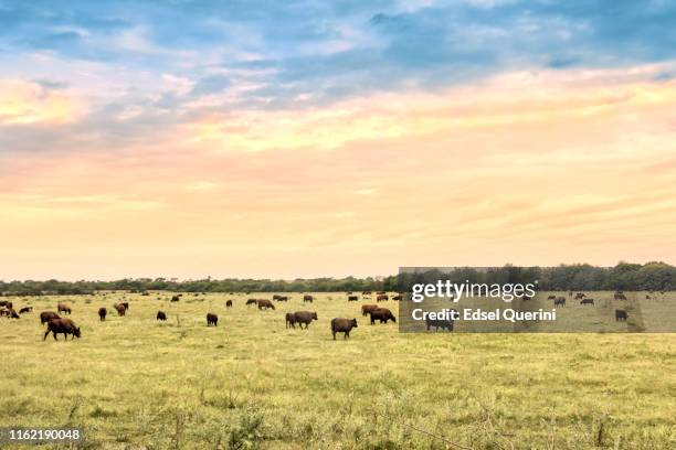 runderen in natuurlijke weiden van de argentijnse pampa. - pampagras stockfoto's en -beelden