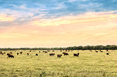 Cattle in natural pastures of the Argentine pampa.