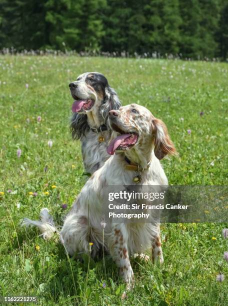 two purebred english setters (mother and offspring) bonding in alpine forest in italy - cane da caccia foto e immagini stock
