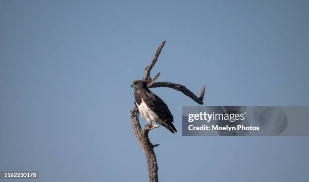 black - chested snake eagle (4) - black chested snake eagle stock pictures, royalty-free photos & images