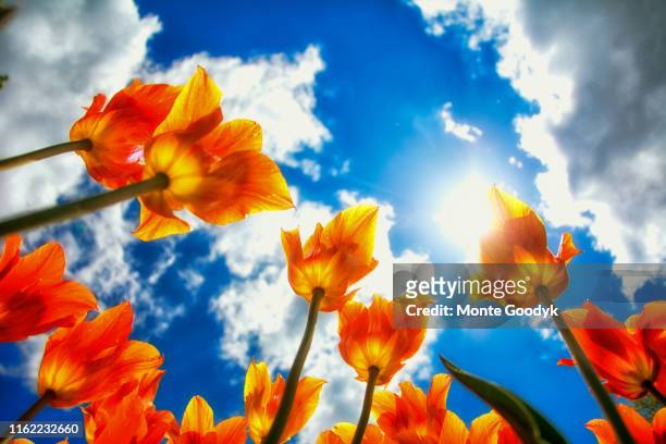 sunlight through the tulips - pella iowa stock pictures, royalty-free photos & images