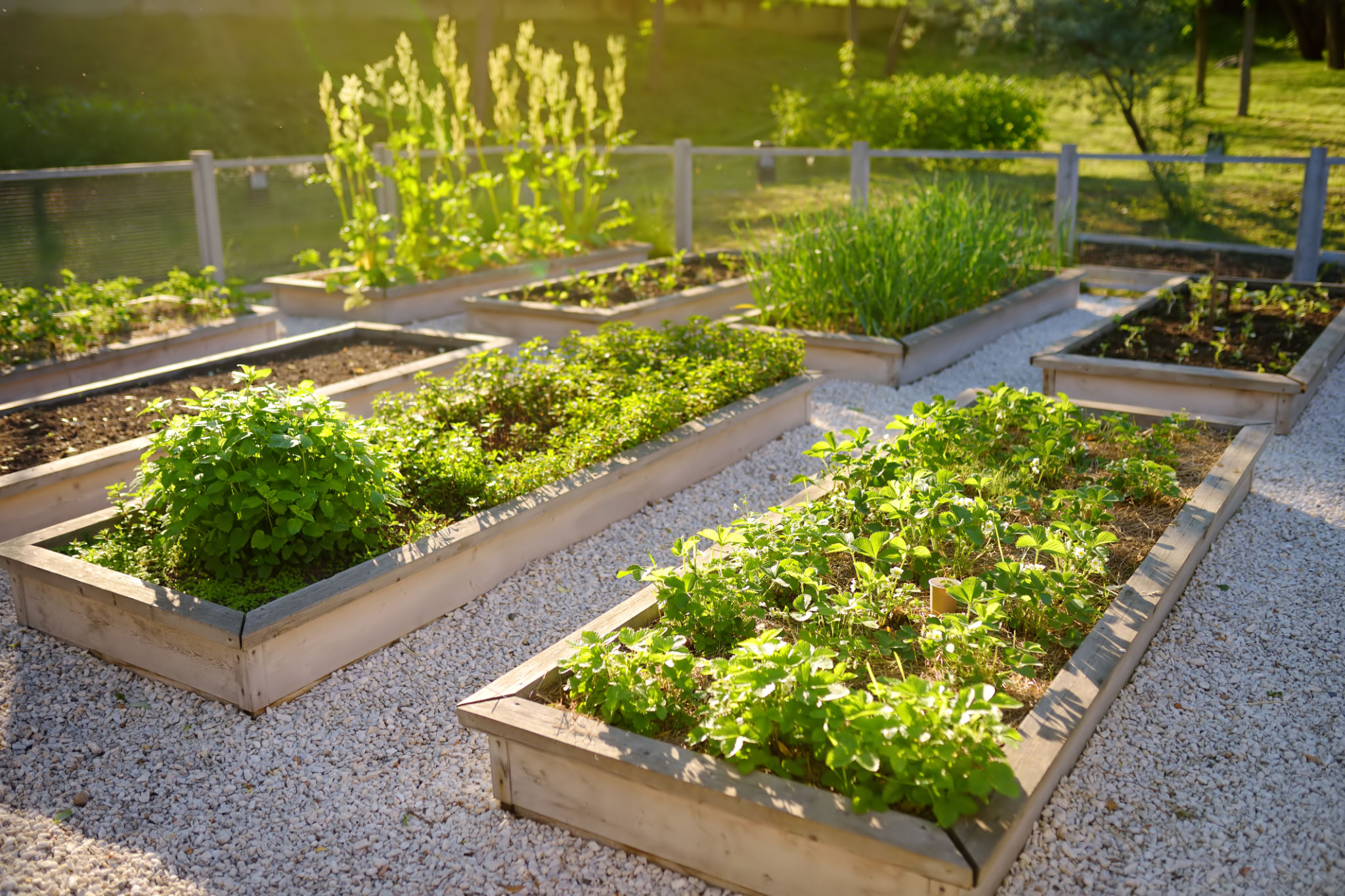 local plants garden