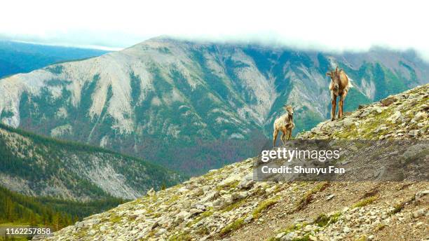 big horn sheep at jasper national park, alberta, canada - rocky mountain big horn sheep stock pictures, royalty-free photos & images