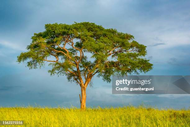 acacia boom in de savanne van oost-afrika - acacia tree stockfoto's en -beelden