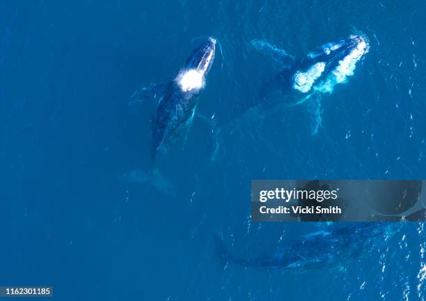large humpback whales swimming in blue ocean water - animal fin stock pictures, royalty-free photos & images