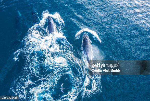 large humpback whales swimming in blue ocean water - images of whale underwater stock pictures, royalty-free photos & images