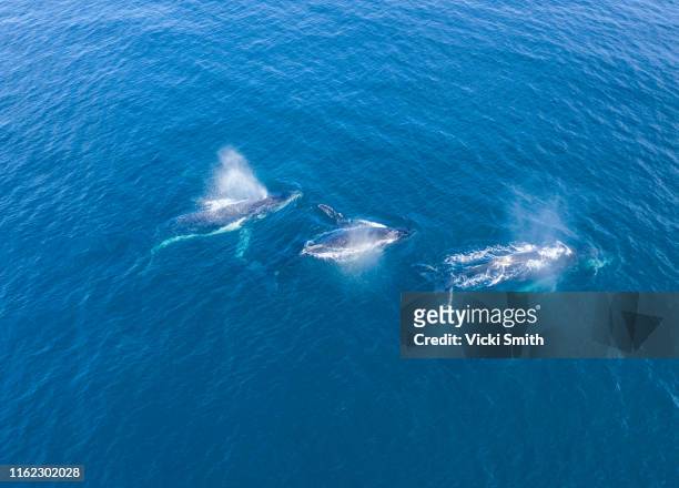 large humpback whales swimming in blue ocean water - pod group of animals stock-fotos und bilder