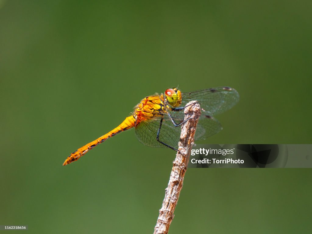 Dragonfly on twig against green background