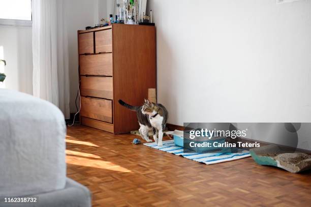 cat with pet supplies in a bedroom - litter box stock pictures, royalty-free photos & images