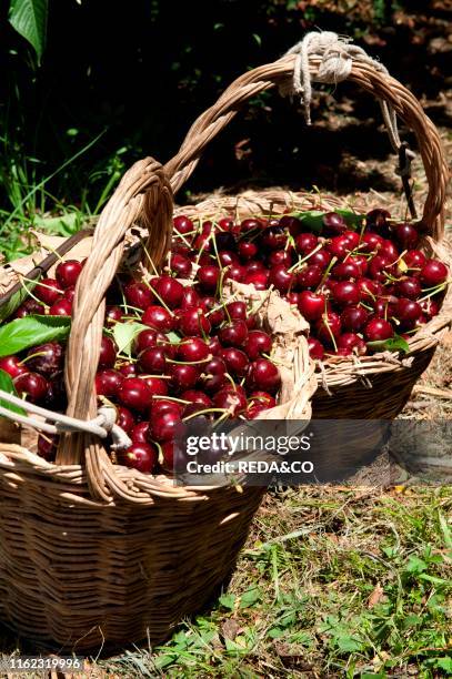 Cherry called duroni di Vignola. Vignola. Emilia Romagna. Italy. Europer.