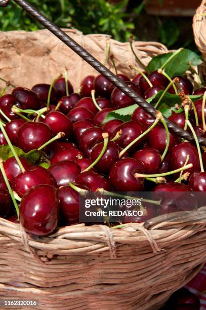 Cherry called duroni di Vignola. Vignola. Emilia Romagna. Italy. Europer.