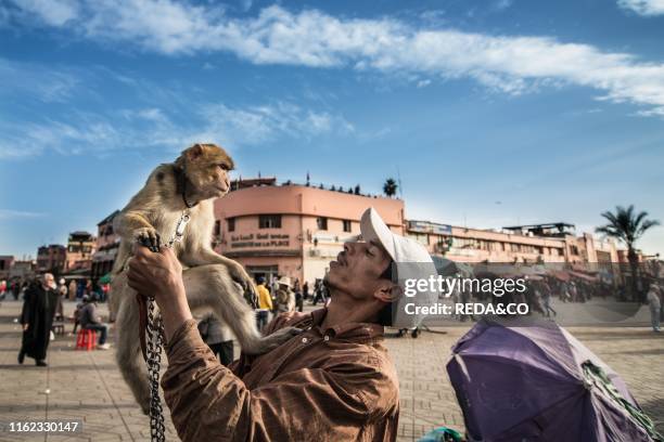 Monkey. Djemaa el Fna Square . Marrakech. Morocco. North Africa. Africa.