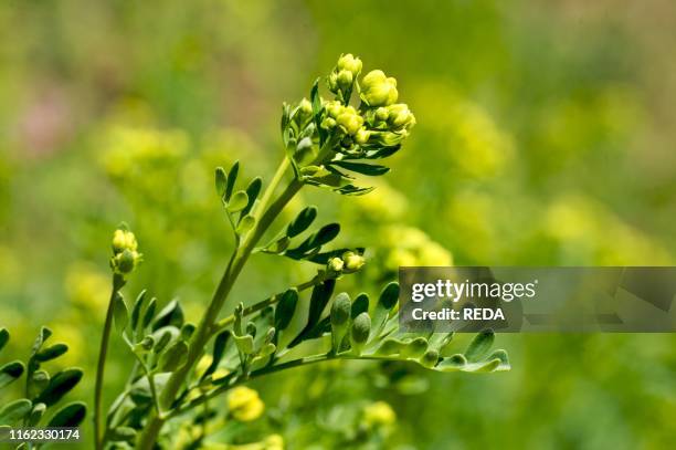 Ruta plant. Ruta graveolens. Trentino. Italy. Europe.
