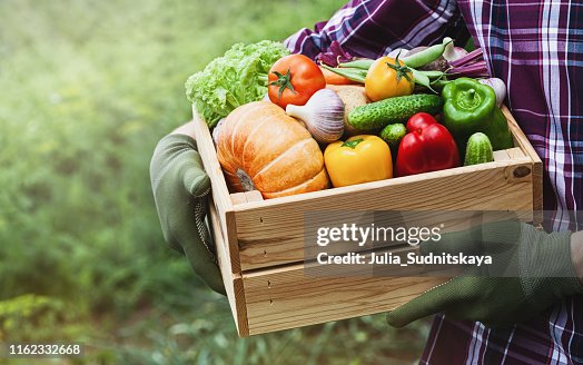 Farmer holds in hands wooden box with vegetables produce in garden. Fresh and organic food. Farmer holds in hands wooden box with vegetables produce in garden. Fresh and organic food.