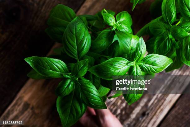 plant care, hobbies. fresh homegrown basil herbs in flower pot - basil fotografías e imágenes de stock