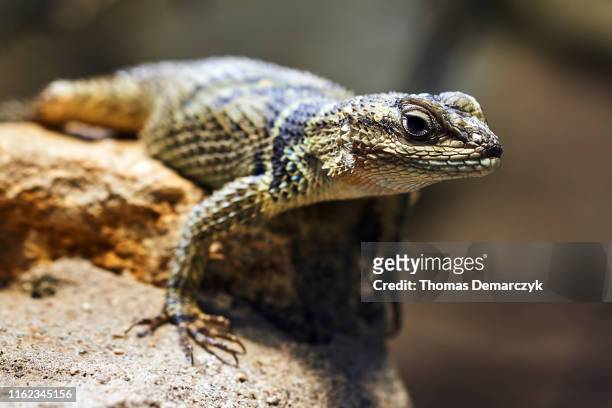 reptil - lizard stock-fotos und bilder