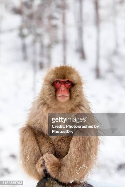 snow monkey portrait - japanese macaque stock pictures, royalty-free photos & images