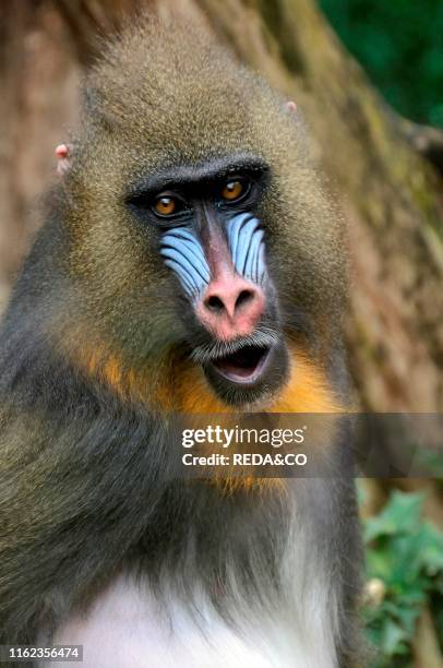 Papio sphinx. Mandrill.