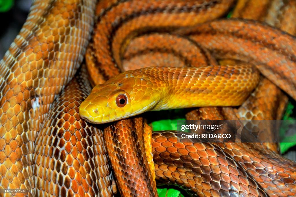 Elaphe obsoleta quadrivittata. Yellow Rat Snake