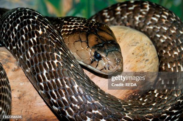 Naja naja. Indian Cobra.