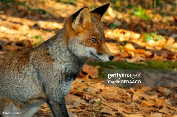 Vulpes vulpes. Red Fox.