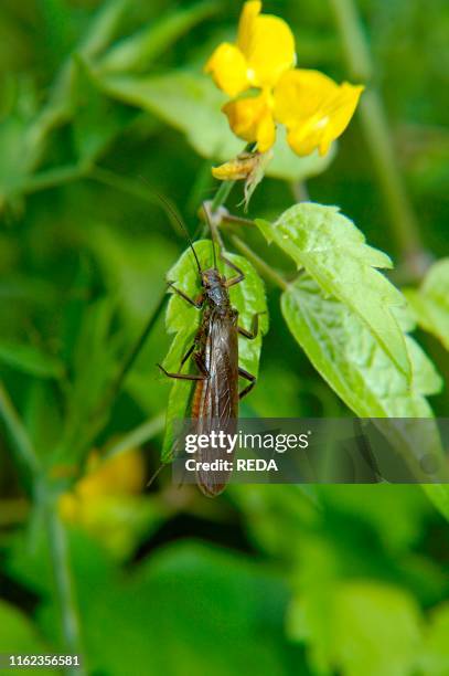 Plecoptera Examples 58 Plecoptera Stock Photos, High-Res Pictures, and Images - Getty Images
