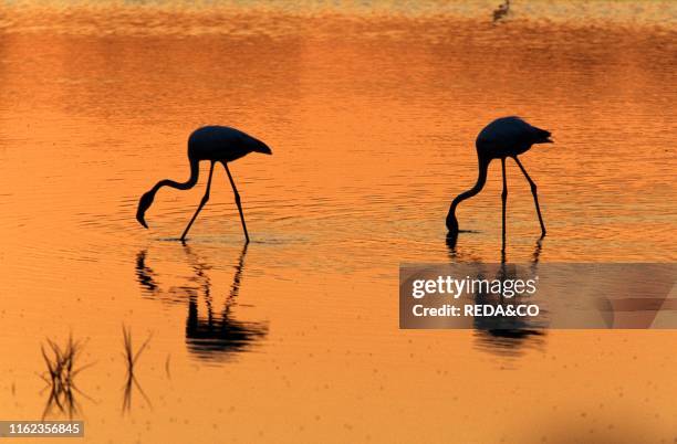 Flamingo. Camargue. France. Europe.