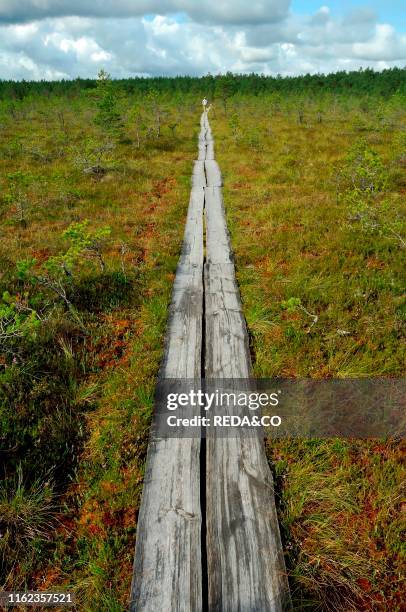 Estonia - Lahemaa National Park - Percorso attrezzato Viru Raba. Che porta all'interno di un'estesa torbiera.