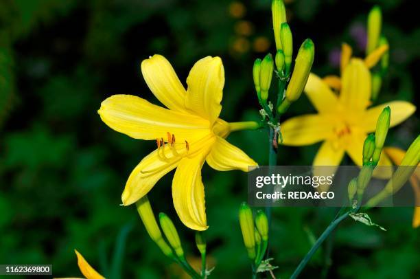 Hemerocallis lilioasphodelus.