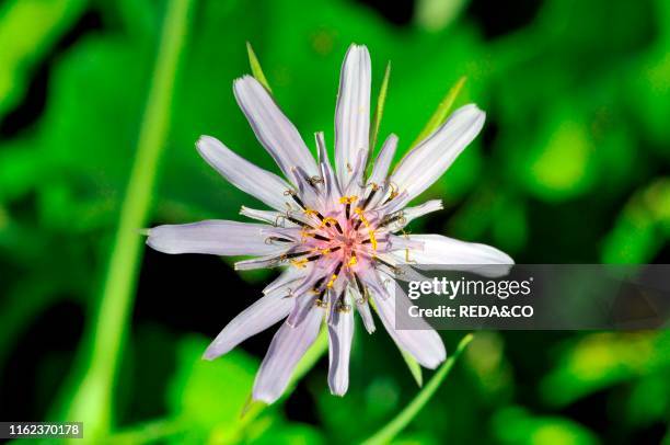 Tragopogon porrifolius. Purple Salsify.