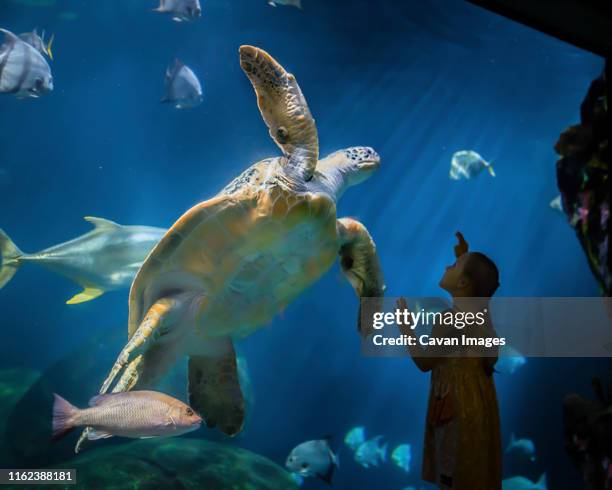little girl looking at large sea turtle in aquarium with awe & wonder - aquarium stock pictures, royalty-free photos & images