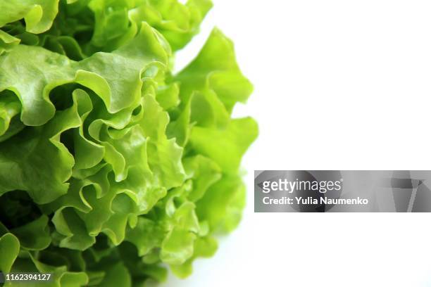leaves of appetizing lettuce on white background. copy space. - cucumber leaves stock-fotos und bilder