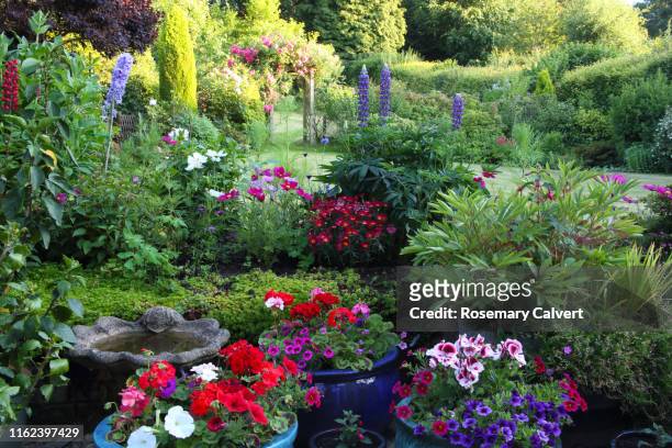 early morning light in colourful english domestic garden. - riddarsporresläktet bildbanksfoton och bilder