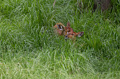 Two sitatunga laying close together in tall grasses