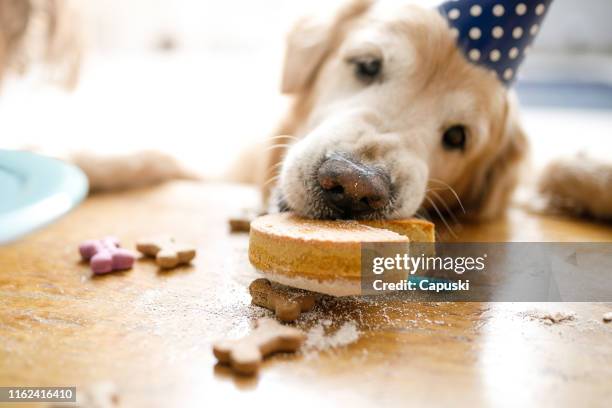 hond eten verjaardagstaart - messy dog stockfoto's en -beelden