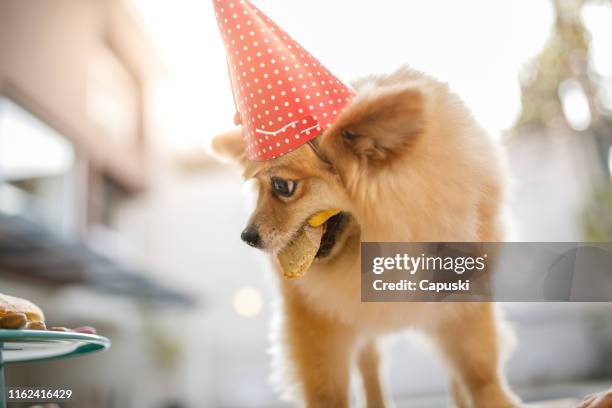 dog eating birthday cake and snack - backlit stock pictures, royalty-free photos & images