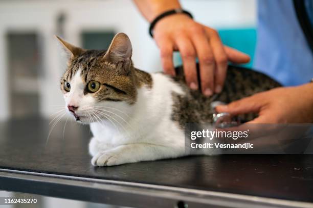 veterinarian life - cat rescue stock pictures, royalty-free photos & images