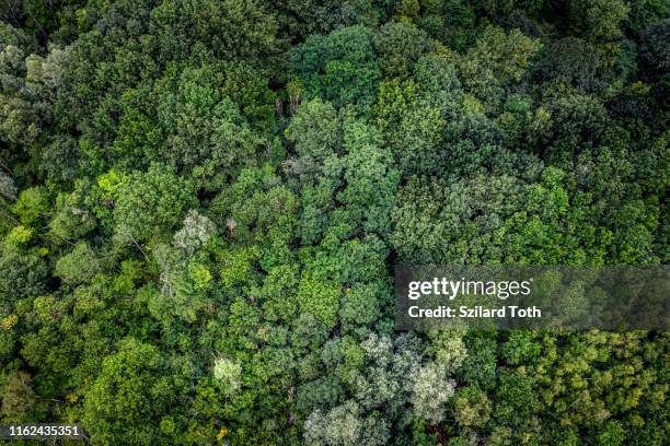 aerial view of a forest in germany - aerial jungle stock-fotos und bilder