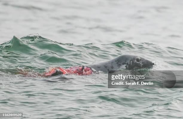 seal with a shark bite - massachusetts seal stock pictures, royalty-free photos & images