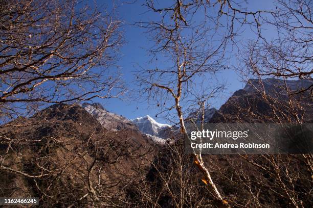 betula utilis himalayan birch growing near khumjung with snow capped peaks behind, everest base camp trek, nepal - himalayan birch stock pictures, royalty-free photos & images