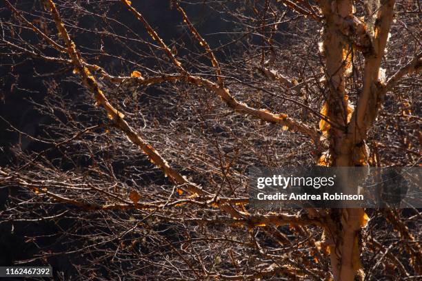 betula utilis himalayan birch growing near dhole, everest base camp trek, nepal - himalayan birch stock pictures, royalty-free photos & images