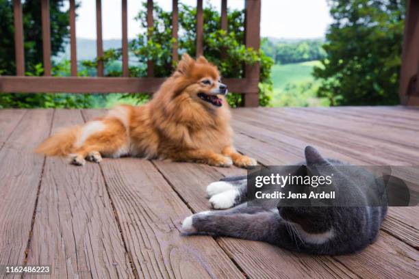 cat and dog together, dog and cat together, pets outdoors laying on deck - of dogs and cats together stock pictures, royalty-free photos & images
