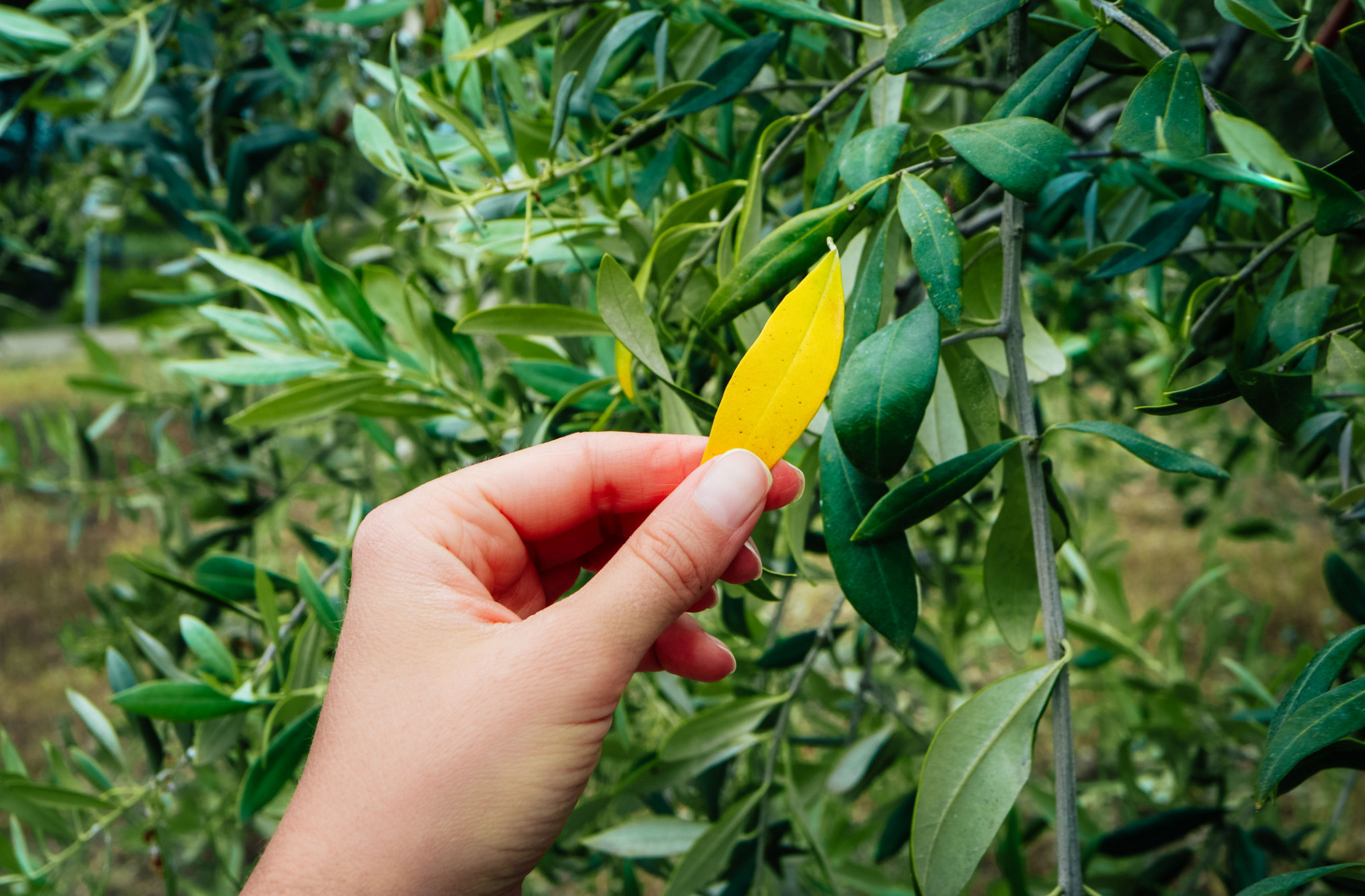 olive tree pests