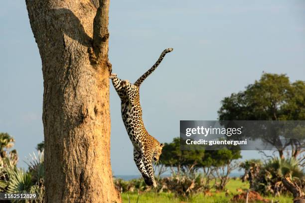 afrikansk leopard (panthera pardus pardus) hoppar ner från en acacia tree i - afrikansk leopard bildbanksfoton och bilder